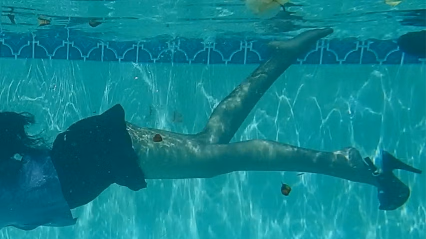 Stella Aeternum cover